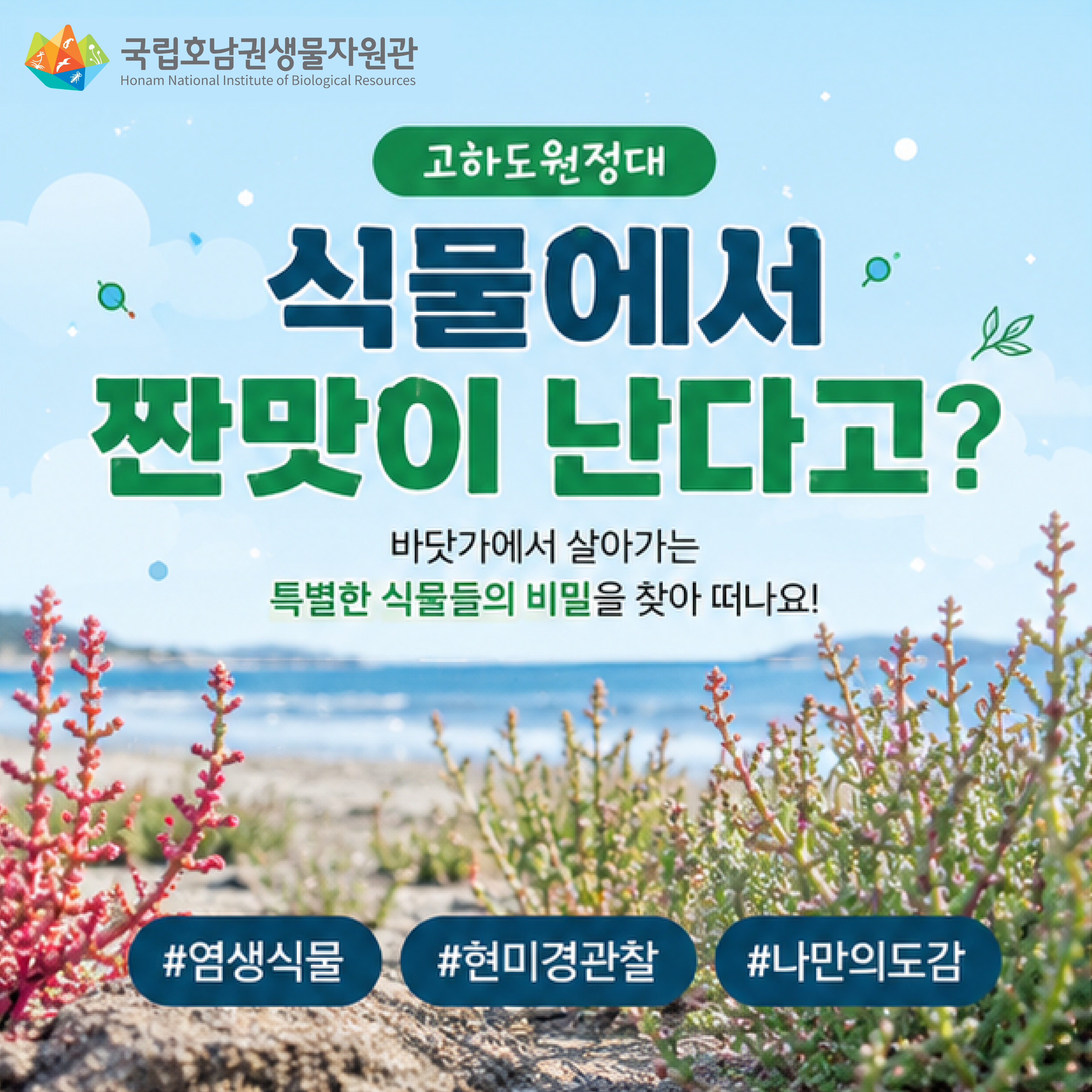 고하도 원정대 : 식물에서 짠 맛이 난다고? 이미지